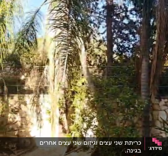 עצים ודקלים בגינה עם עלים יבשים על הקרקע